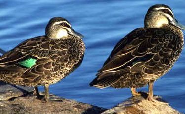 13 Pacific black ducks were found dead at Banora Point 13 Pacific black ducks were found dead at Banora Point